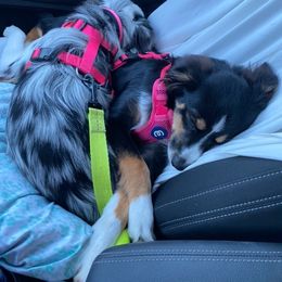 Miniature Australian Shepherd All Grown Up from DRS Mini Australian Shepherds
