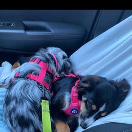 Miniature Australian Shepherd All Grown Up from DRS Mini Australian Shepherds
