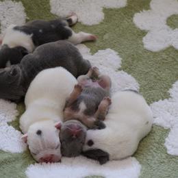 French Bulldog puppies from Love & Frenchies LLC