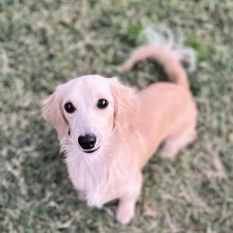 Maycee - Dachshund