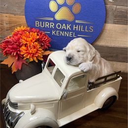 Bjorn - Light golden male Golden Retriever puppy in Kimberly, Idaho from Burr Oak Hills Kennel