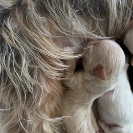 White with cream boy - Tan and white male Yorkshire Terrier puppy in Virginia Beach, Virginia from Mary's Precious Yorkies