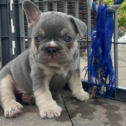 Jasper - Tricolors male French Bulldog puppy in Clermont, Florida from Nala’s Nest
