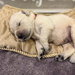 Red - Light golden male Golden Retriever puppy in Salt Lake City, Utah from Soaring golden retrievers