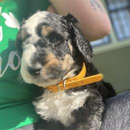 Bernedoodle Puppies from SoCal Bernedoodles
