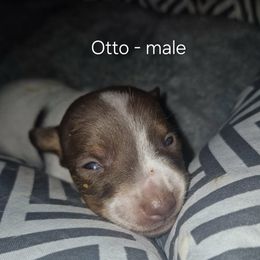 Otto - White and chocolate male Teddy Roosevelt Terrier puppy in Murray, Kentucky from Froschwald German Shepherds and Xanadu Teddy Roosevelt Terriers
