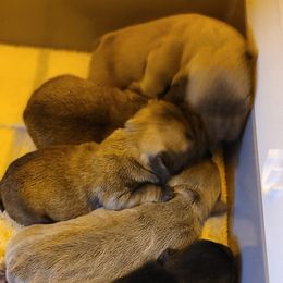 French Bulldog Puppies from 4 Leaf Frenchies