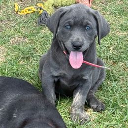 Charcoal Splash- pink collar - Charcoal female Dilute Retriever puppy in Teton County, Montana from East Front Labradors & Treasure State Schnauzers