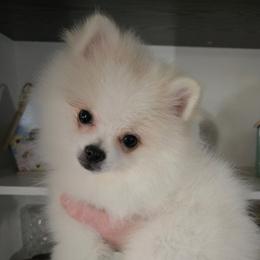 Light blue collar boy - Cream parti male Pomeranian puppy in Lake City, Florida from Tiny Treasures