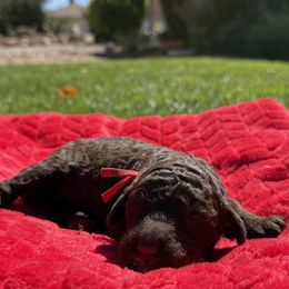 Dark Blue Puppy 1 - Brown male Poodle puppy in Hesperia, California from HD Poodles