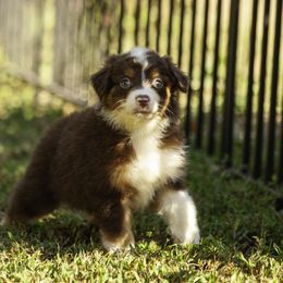Boy 3 - Red tri-color male Miniature American Shepherd puppy in Franklinville, North Carolina from Fine Hill Miniature Americans