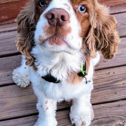 Harry - Cocker Spaniel