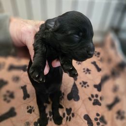 Miguel - Black male Havapoo puppy in Siloam Springs, Arkansas from Kingdom Bound By Design