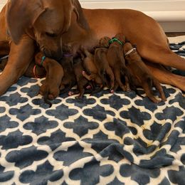 Chihuahua and Rhodesian Ridgeback Puppies from Prestige Chihuahuas & Ridgebacks