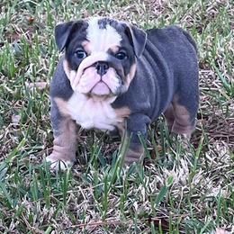 Teddy - Blue tri-color female Bulldog puppy in Lakeland, Florida from Fur Love And Puppies