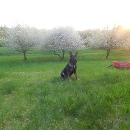 German Shepherds from Vom Dul Haus German Shepherds