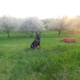German Shepherds from Vom Dul Haus German Shepherds
