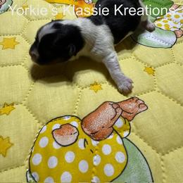 Paisley - Parti female Yorkshire Terrier puppy in Dierks, Arkansas from Yorkie’s Klassie Kreations