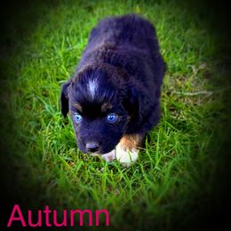 Autumn - Black tri female Miniature Australian Shepherd puppy in Idalou, Texas from Lonesome Pine Mini Aussies