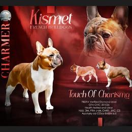 Charmer - French Bulldog