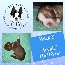 Archie - Red male Boston Terrier puppy in Jupiter, Florida from CJM Boston and Boxer Puppies