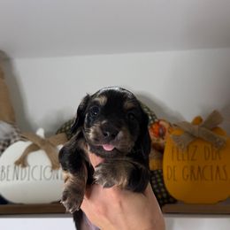 Travis - Black and cream male Dachshund puppy in Miami, Florida from Teenie Bikini Weenies