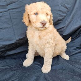 Labradoodle Puppies from Jesus Castro
