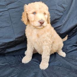 Labradoodle Puppies from Jesus Castro