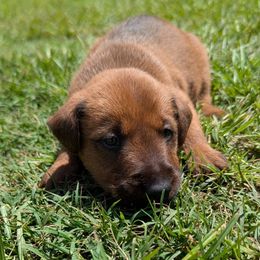Boy 4 - Red male Irish Terrier puppy in Broadway, North Carolina from Detmore Kennels