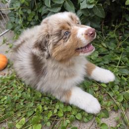 Miniature American Shepherd Puppies from Enchanted Mesa Miniature American Shepherds