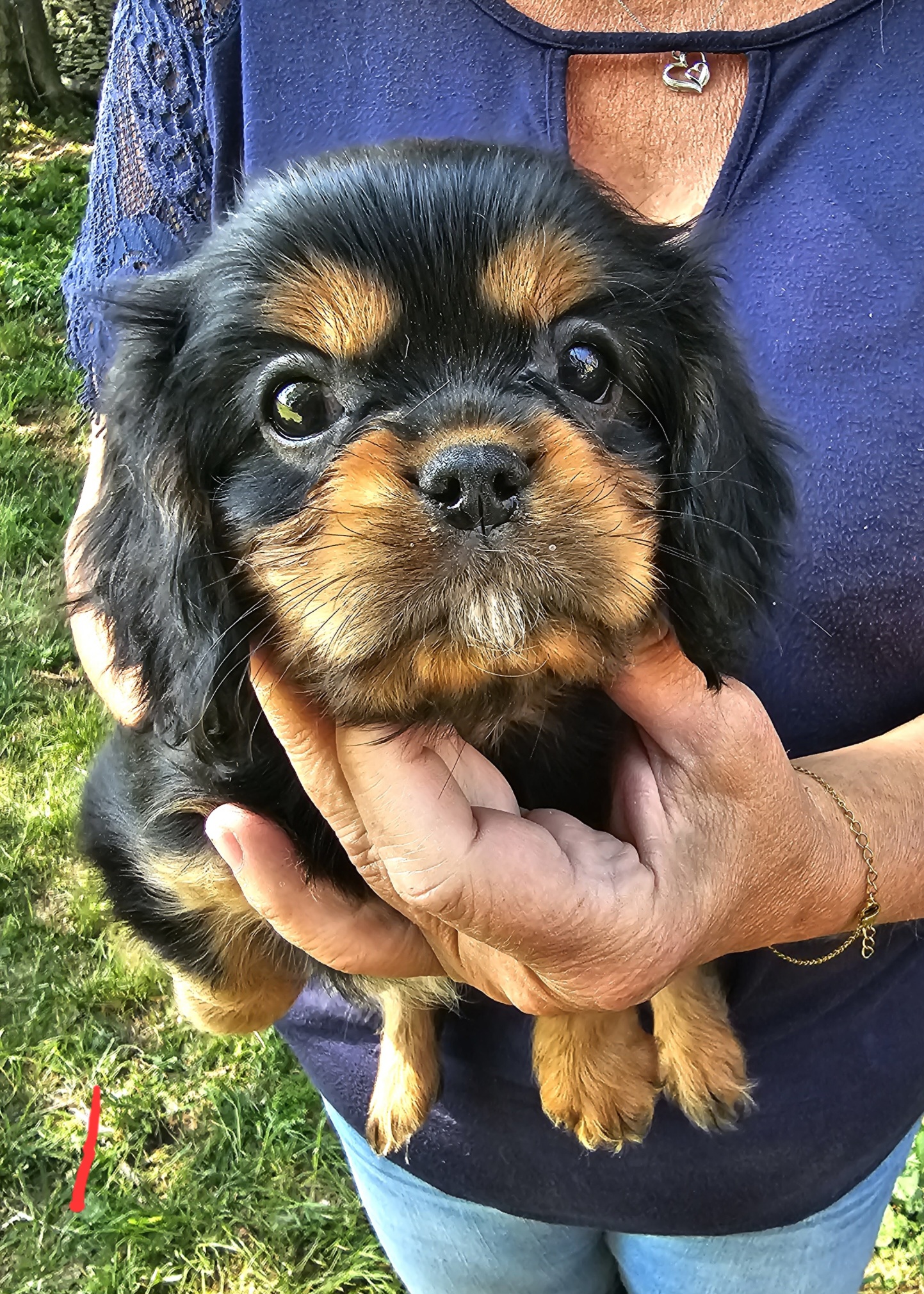 Cavalier King Charles Spaniel Puppies from Charma Cavaliers