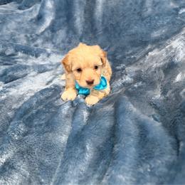 Tony - Cream male Havapoo puppy in Tennessee Colony, Texas from Poodle an Doodles 3:16