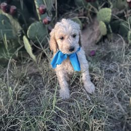 Poodle Puppies from Purple Heart Canines