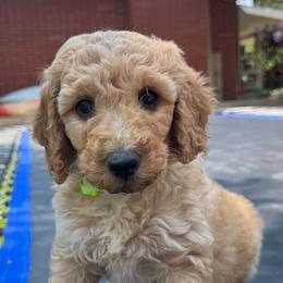 Malfoy - Apricot male Goldendoodle puppy in Golden, Colorado from Golden Mesa Doodles