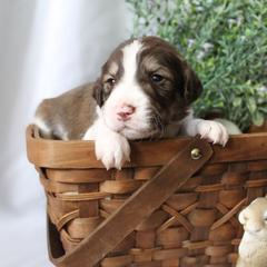 Orion - White and gold male Bordoodle puppy in Ashland, Ohio from Cherry Blossom Doodles