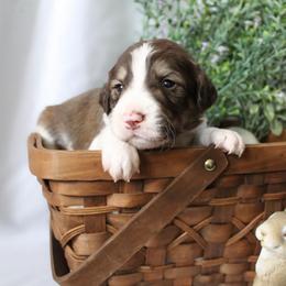 Orion - White and gold male Bordoodle puppy in Ashland, Ohio from Cherry Blossom Doodles
