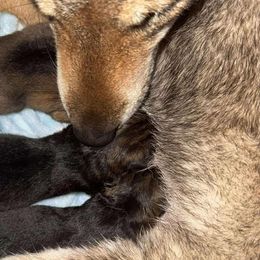 Female 1 - Black sesame female Shikoku puppy in Charleston, West Virginia from Kiseki No Yama