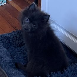 Blue - Blue male Pomeranian puppy in El Sobrante, California from Little Lovers Kennels, LLC