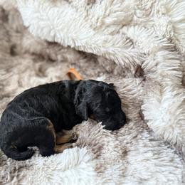 Mario - Phantom male Poodle puppy in Uniondale, New York from Poodles Are Mixy