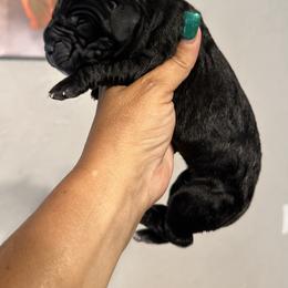 Cane Corso Puppies from Richline Kennel