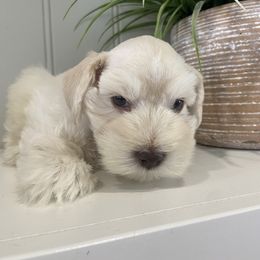 Miniature Schnauzer Puppies from Mountain Point Schnauzers