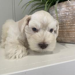 Miniature Schnauzer Puppies from Mountain Point Schnauzers