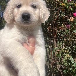 Blue Collar - Light golden male Golden Retriever puppy in Jesup, Georgia from Painted Platinum Retrievers (Painted Platinum Kennel) PPK