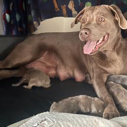 Dilute Retriever Puppies from Summer Lovin’ Labradors of Southern