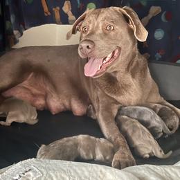 Dilute Retriever Puppies from Summer Lovin’ Labradors of Southern