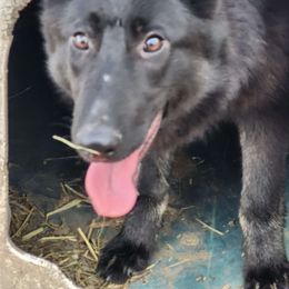 Girl 2 Marlene - Bi-color German Shepherd puppy in Wright County, Missouri from The Old Red Barn Kennel