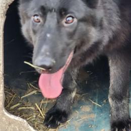 Girl 2 Marlene - Bi-color German Shepherd puppy in Wright County, Missouri from The Old Red Barn Kennel