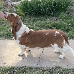 Rosie - Basset Hound
