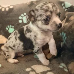 Louis AKC - Blue merle male Chihuahua puppy in Seneca, Missouri from Stephanie’s Puppy Colony