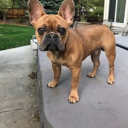 French Bulldog All Grown Up from Excuse My Frenchie Co